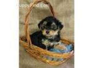 Yorkshire Terrier Puppy for sale in Glenwood, MO, USA