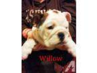Bulldog Puppy for sale in CHARLESTOWN, IN, USA
