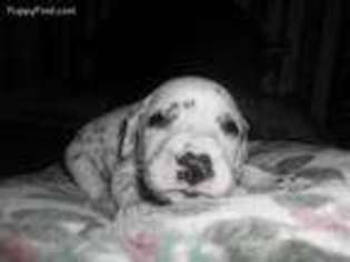 Dalmatian Puppy for sale in Dudley, NC, USA