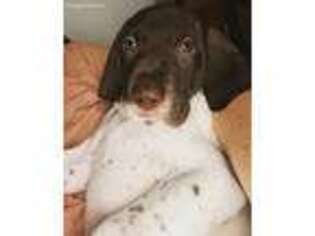 German Shorthaired Pointer Puppy for sale in Jacksonville, FL, USA
