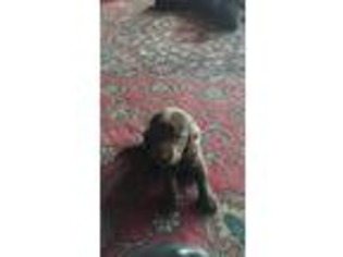 Labrador Retriever Puppy for sale in Denison, TX, USA