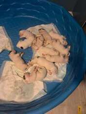 American Bulldog Puppy for sale in Fayetteville, NC, USA