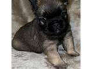 French Bulldog Puppy for sale in Montgomery City, MO, USA