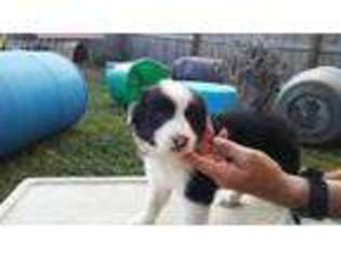 Border Collie Puppy for sale in Statesboro, GA, USA