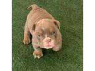 Bulldog Puppy for sale in Oxon Hill, MD, USA