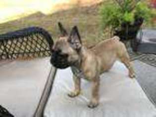 French Bulldog Puppy for sale in Forsyth, GA, USA