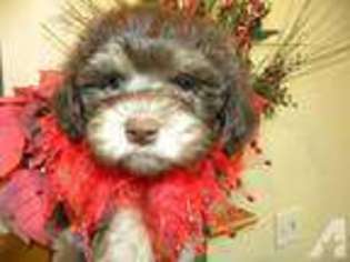 Havanese Puppy for sale in CRYSTAL LAKE, IL, USA