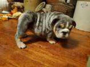 Bulldog Puppy for sale in Carrier Mills, IL, USA