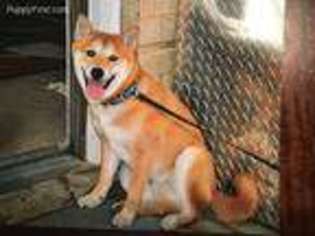 Shiba Inu Puppy for sale in Arlington, VA, USA
