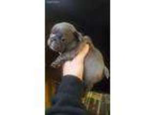 French Bulldog Puppy for sale in Vendor, AR, USA