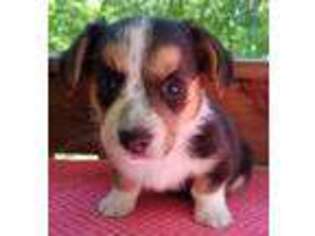Cardigan Welsh Corgi Puppy for sale in Ashville, AL, USA