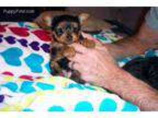 Yorkshire Terrier Puppy for sale in Holden, MO, USA