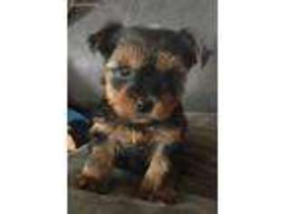 Yorkshire Terrier Puppy for sale in Jeffersonville, NY, USA
