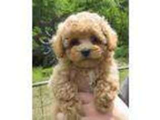 Shih-Poo Puppy for sale in Maple Valley, WA, USA