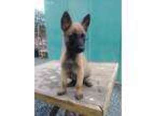 Belgian Malinois Puppy for sale in San Diego, CA, USA