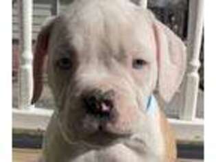 American Bulldog Puppy for sale in Owings Mills, MD, USA