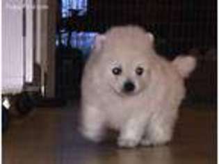 Pomeranian Puppy for sale in Boyds, MD, USA