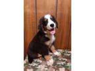 Bernese Mountain Dog Puppy for sale in Macks Creek, MO, USA