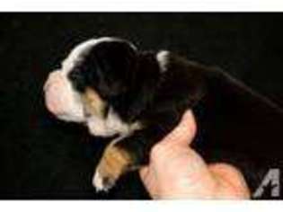 Bulldog Puppy for sale in NORTON, MA, USA