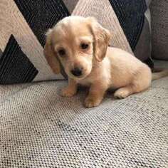 Dachshund Puppy for sale in Eau Claire, WI, USA