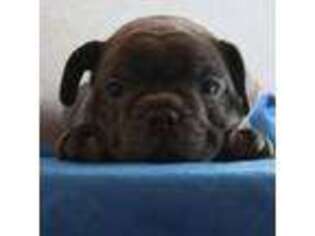 French Bulldog Puppy for sale in Stella, MO, USA
