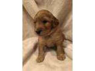 Labradoodle Puppy for sale in Hillsboro, OR, USA