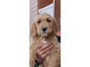 Goldendoodle Puppy for sale in Roberts, MT, USA