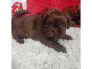 Mutt Puppy for sale in Green Bay, WI, USA