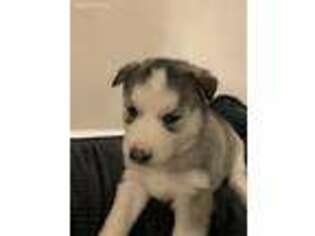 Siberian Husky Puppy for sale in Longs, SC, USA