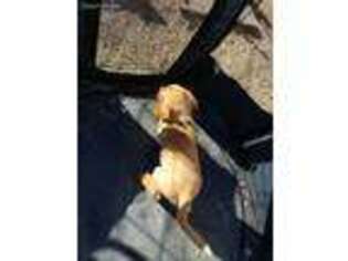 Labrador Retriever Puppy for sale in Hudson, CO, USA