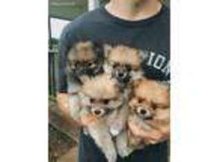 Pomeranian Puppy for sale in Summertown, TN, USA
