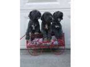 Great Dane Puppy for sale in Chesapeake, OH, USA