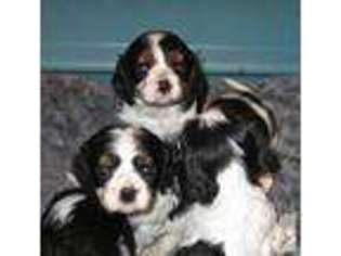 Cavalier King Charles Spaniel Puppy for sale in RENO, NV, USA