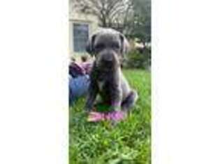 Great Dane Puppy for sale in Norwalk, OH, USA