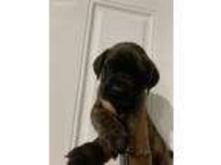 Mastiff Puppy for sale in Decatur, IN, USA