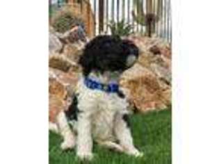 Mutt Puppy for sale in Apache Junction, AZ, USA