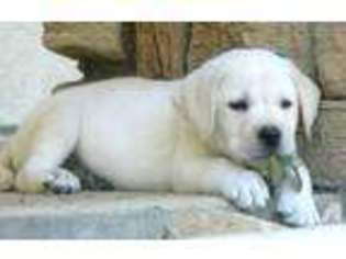 Labrador Retriever Puppy for sale in NORCO, CA, USA