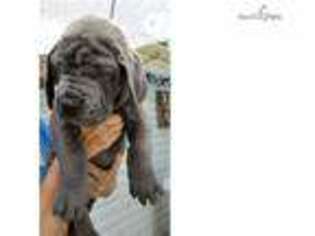 Great Dane Puppy for sale in Tulsa, OK, USA