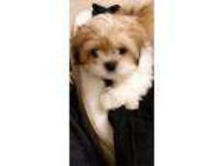 Mal-Shi Puppy for sale in West Hartford, CT, USA