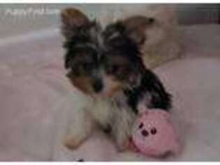 Yorkshire Terrier Puppy for sale in Federal Way, WA, USA