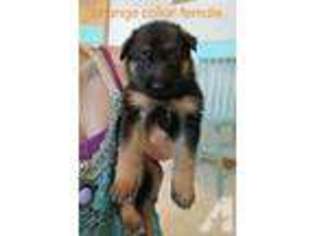 German Shepherd Dog Puppy for sale in SAINT JAMES, MN, USA