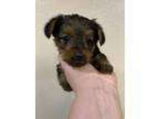 Yorkshire Terrier Puppy for sale in Wray, GA, USA