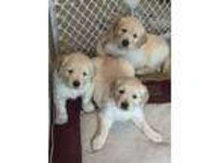 Golden Retriever Puppy for sale in Loomis, CA, USA