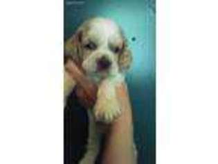 Cocker Spaniel Puppy for sale in Brevard, NC, USA
