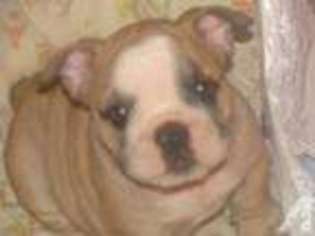 Bulldog Puppy for sale in PATTON, PA, USA