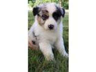 Australian Shepherd Puppy for sale in Hammondsville, OH, USA