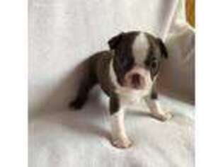 Boston Terrier Puppy for sale in Bellaire, MI, USA