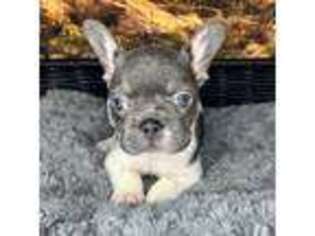 French Bulldog Puppy for sale in Lowry City, MO, USA
