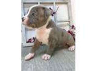 Alapaha Blue Blood Bulldog Puppy for sale in Sarasota, FL, USA