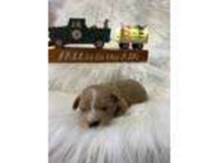 Poovanese Puppy for sale in Moravia, IA, USA